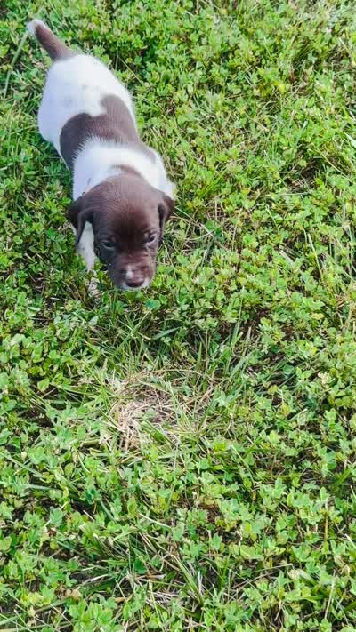 GSP Male #6, a male German Shorthaired Pointer for sale in Buckner, MO – 5 of 5