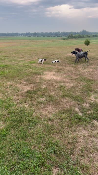 GSP Male #2, a male German Shorthaired Pointer for sale in Buckner, MO – 9 of 9