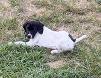 GSP Male #1, a male German Shorthaired Pointer for sale in Buckner, MO – 3 of 10