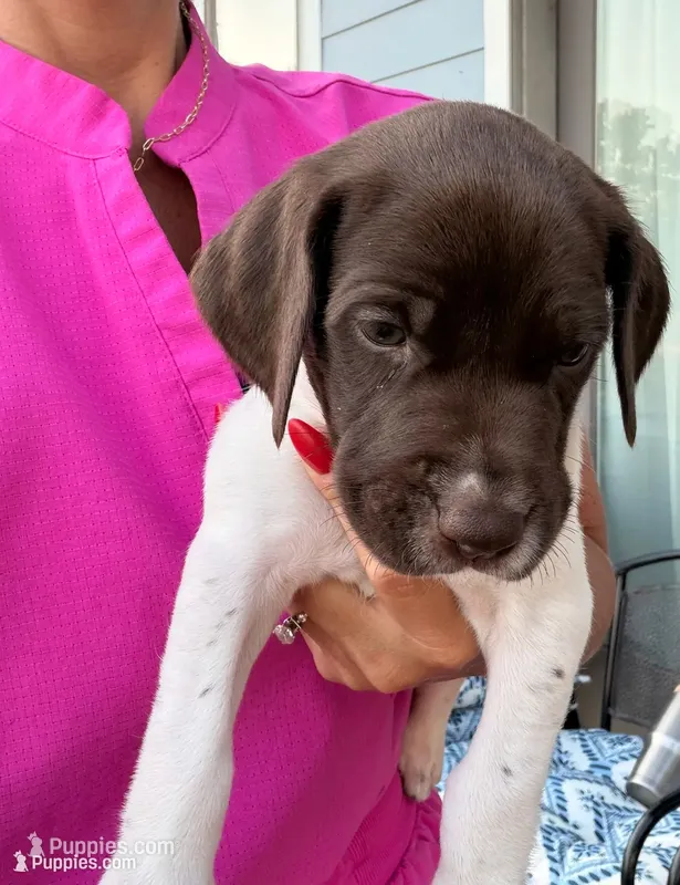 GSP Male #6 – German Shorthaired Pointer puppy for sale in Buckner, MO