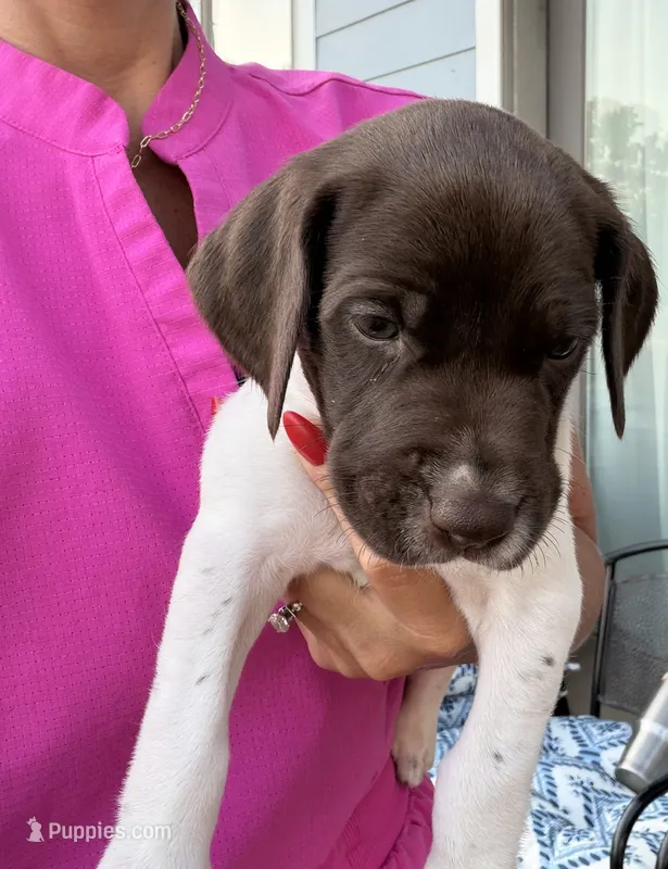 GSP Male #6 – German Shorthaired Pointer puppy for sale in Buckner, MO
