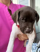 GSP Male #6, a male German Shorthaired Pointer for sale in Buckner, MO – 1 of 5