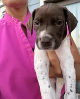 GSP Male #5, a male German Shorthaired Pointer for sale in Buckner, MO – 2 of 5
