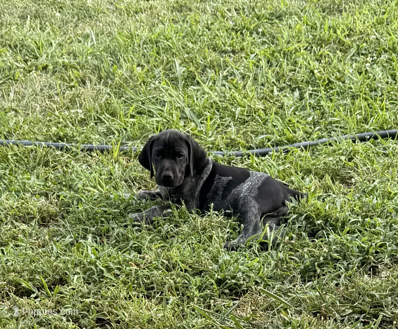 GSP Male #1 – German Shorthaired Pointer puppy for sale in Buckner, MO