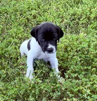 GSP Male #3, a male German Shorthaired Pointer for sale in Buckner, MO – 3 of 6