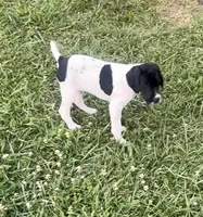 GSP Male #1, a male German Shorthaired Pointer for sale in Buckner, MO – 2 of 10