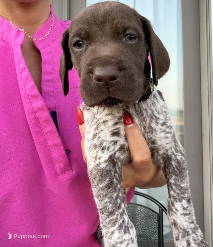 GSP Male #4 – German Shorthaired Pointer puppy for sale in Buckner, MO