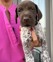 GSP Male #4, a male German Shorthaired Pointer for sale in Buckner, MO – 1 of 4