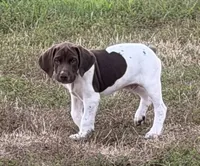 GSP Male #2, a male German Shorthaired Pointer for sale in Buckner, MO – 2 of 9
