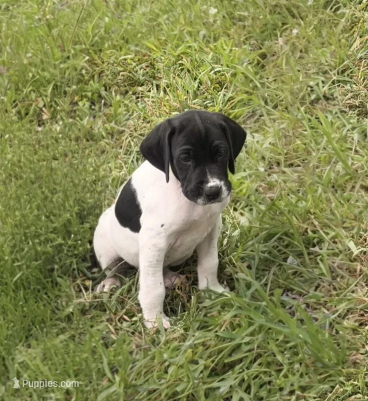 GSP Male #3 – German Shorthaired Pointer puppy for sale in Buckner, MO