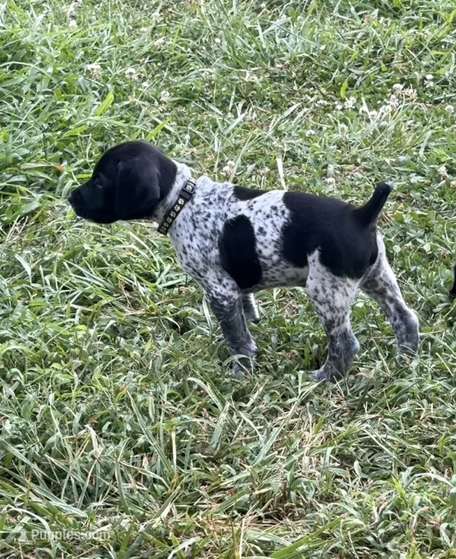 GSP Male #2 – German Shorthaired Pointer puppy for sale in Buckner, MO