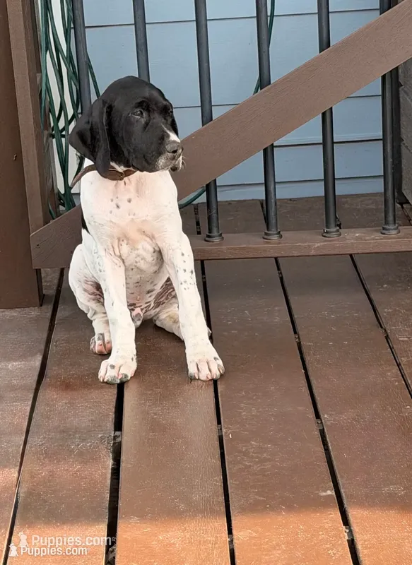 GSP Male #1 – German Shorthaired Pointer puppy for sale in Buckner, MO
