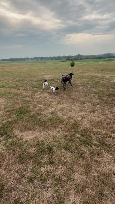 GSP Male #1, a male German Shorthaired Pointer for sale in Buckner, MO – 9 of 10