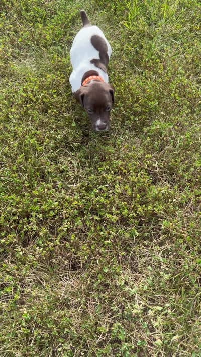 GSP Male #5, a male German Shorthaired Pointer for sale in Buckner, MO – 5 of 5