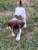 GSP Male #2, a male German Shorthaired Pointer for sale in Buckner, MO – 5 of 9
