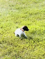 GSP Male #5, a male German Shorthaired Pointer for sale in Buckner, MO – 3 of 5