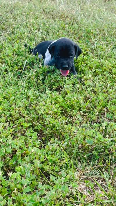 GSP Male #1, a male German Shorthaired Pointer for sale in Buckner, MO – 5 of 5