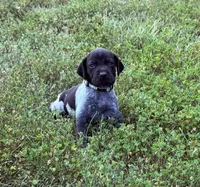 GSP Male #1, a male German Shorthaired Pointer for sale in Buckner, MO – 4 of 5