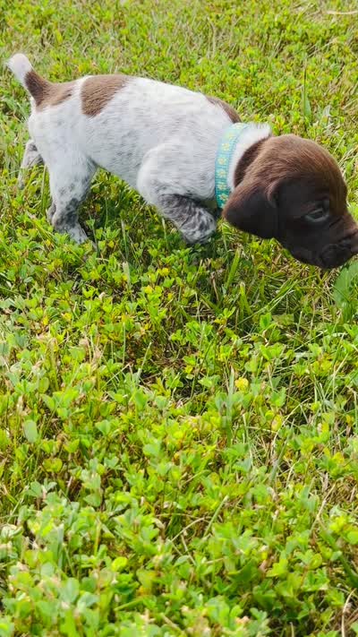 GSP Male #4, a male German Shorthaired Pointer for sale in Buckner, MO – 4 of 4