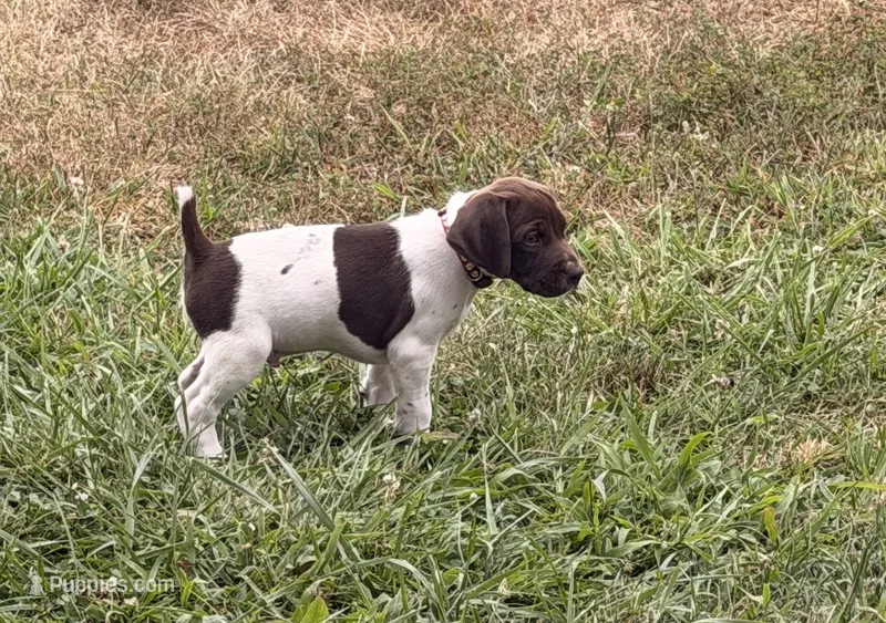 GSP Male #6 – German Shorthaired Pointer puppy for sale in Buckner, MO