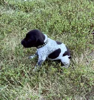 GSP Male #2, a male German Shorthaired Pointer for sale in Buckner, MO – 4 of 5