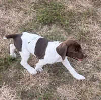 GSP Male #2, a male German Shorthaired Pointer for sale in Buckner, MO – 4 of 9
