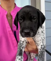 GSP Male #2, a male German Shorthaired Pointer for sale in Buckner, MO – 2 of 5