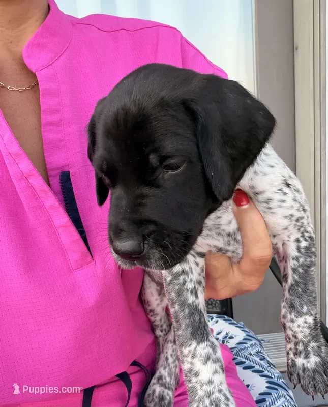 GSP Male #2 – German Shorthaired Pointer puppy for sale in Buckner, MO