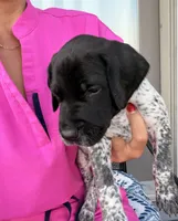 GSP Male #2, a male German Shorthaired Pointer for sale in Buckner, MO – 1 of 5