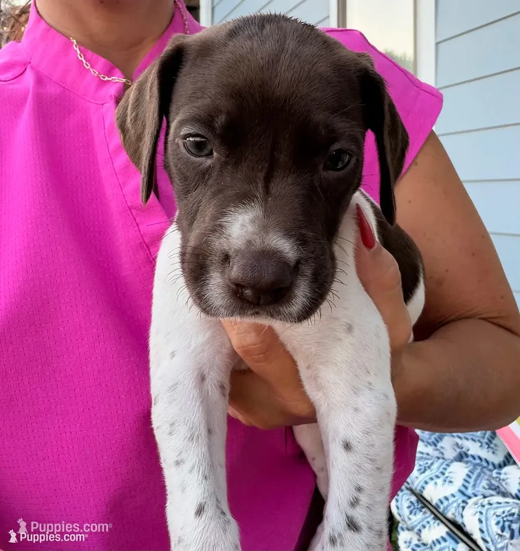 GSP Male #5 – German Shorthaired Pointer puppy for sale in Buckner, MO