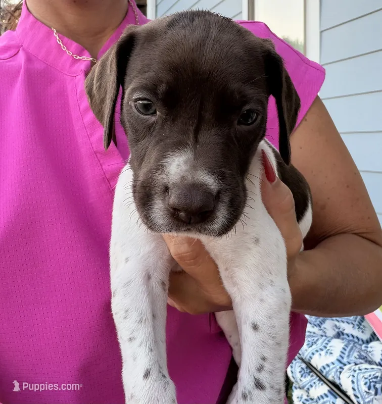 GSP Male #5 – German Shorthaired Pointer puppy for sale in Buckner, MO