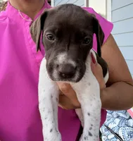 GSP Male #5, a male German Shorthaired Pointer for sale in Buckner, MO – 1 of 5