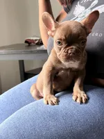 Bear, a male French Bulldog for sale in Round Lake, IL – 4 of 6