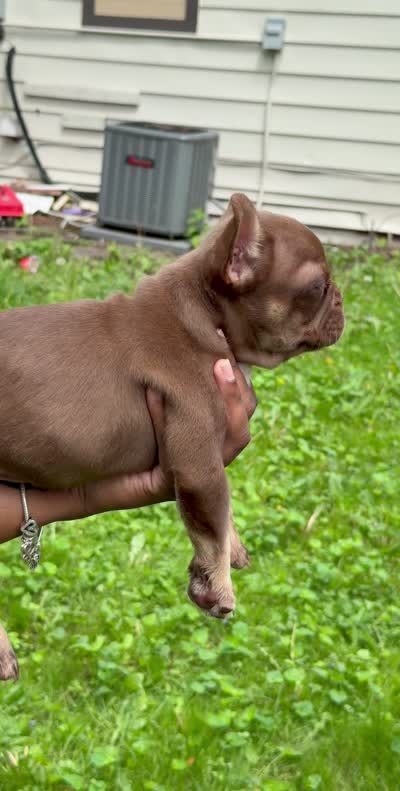Bear, a male French Bulldog for sale in Round Lake, IL – 6 of 6