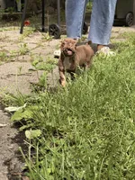 Bear, a male French Bulldog for sale in Round Lake, IL – 5 of 6