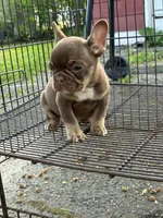 Bear, a male French Bulldog for sale in Round Lake, IL – 2 of 6