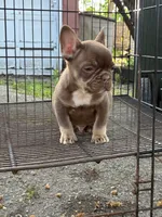Bear, a male French Bulldog for sale in Round Lake, IL – 3 of 6