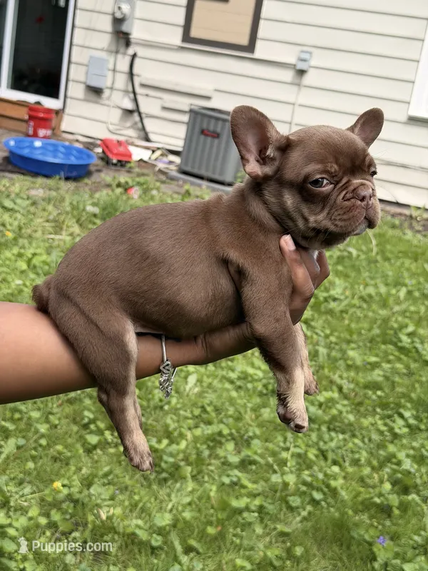 Bear – French Bulldog puppy for sale in Round Lake, IL
