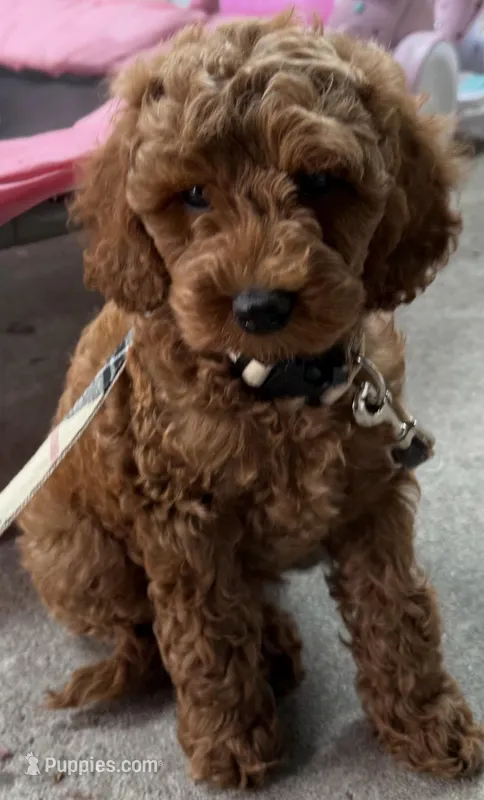 Milo – Cavapoo puppy for sale in Stockton, CA