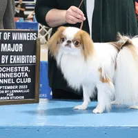 Ziggy, a male Japanese Chin for sale in Saint Paul, MN – Photo 5 of 5