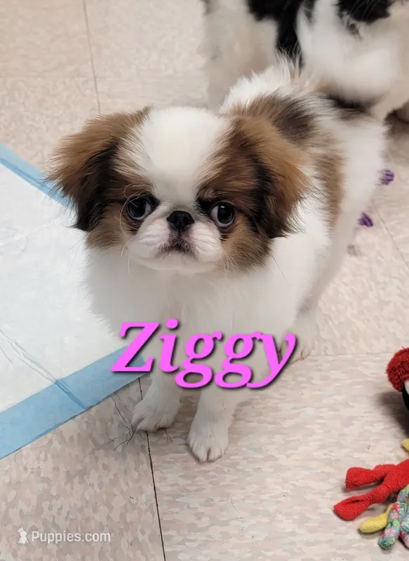 Ziggy