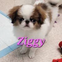 Ziggy, a male Japanese Chin for sale in Saint Paul, MN – Photo 1 of 5