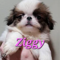 Ziggy, a male Japanese Chin for sale in Saint Paul, MN – Photo 2 of 5
