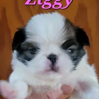 Ziggy, a male Japanese Chin for sale in Saint Paul, MN – Photo 3 of 5