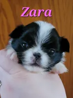 processed/0aa0a9d0-b631-4da0-89de-fc49a3ce68b1/listing/56dd82b9-9eb0-4b59-a6e0-149be99f0eaa/6b41b36f-56e9-4b79-a234-53705f694658