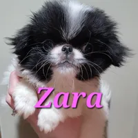 Zara, a female Japanese Chin for sale in Saint Paul, MN – Photo 2 of 5