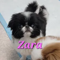 Zara, a female Japanese Chin for sale in Saint Paul, MN – Photo 1 of 5