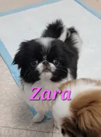 processed/0aa0a9d0-b631-4da0-89de-fc49a3ce68b1/listing/56dd82b9-9eb0-4b59-a6e0-149be99f0eaa/b6328042-75d4-4499-8a98-a9cc8eacc2d0