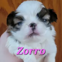 Zorro, a male Japanese Chin for sale in Saint Paul, MN – Photo 2 of 5