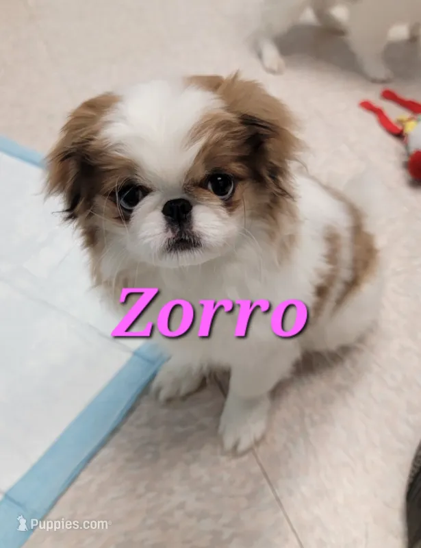 Zorro